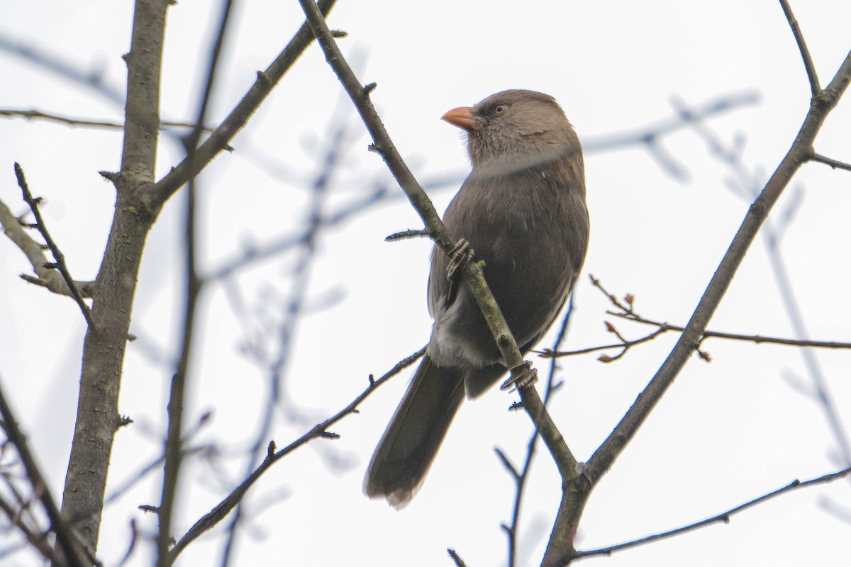 Grand Paradoxornis - ML190776711