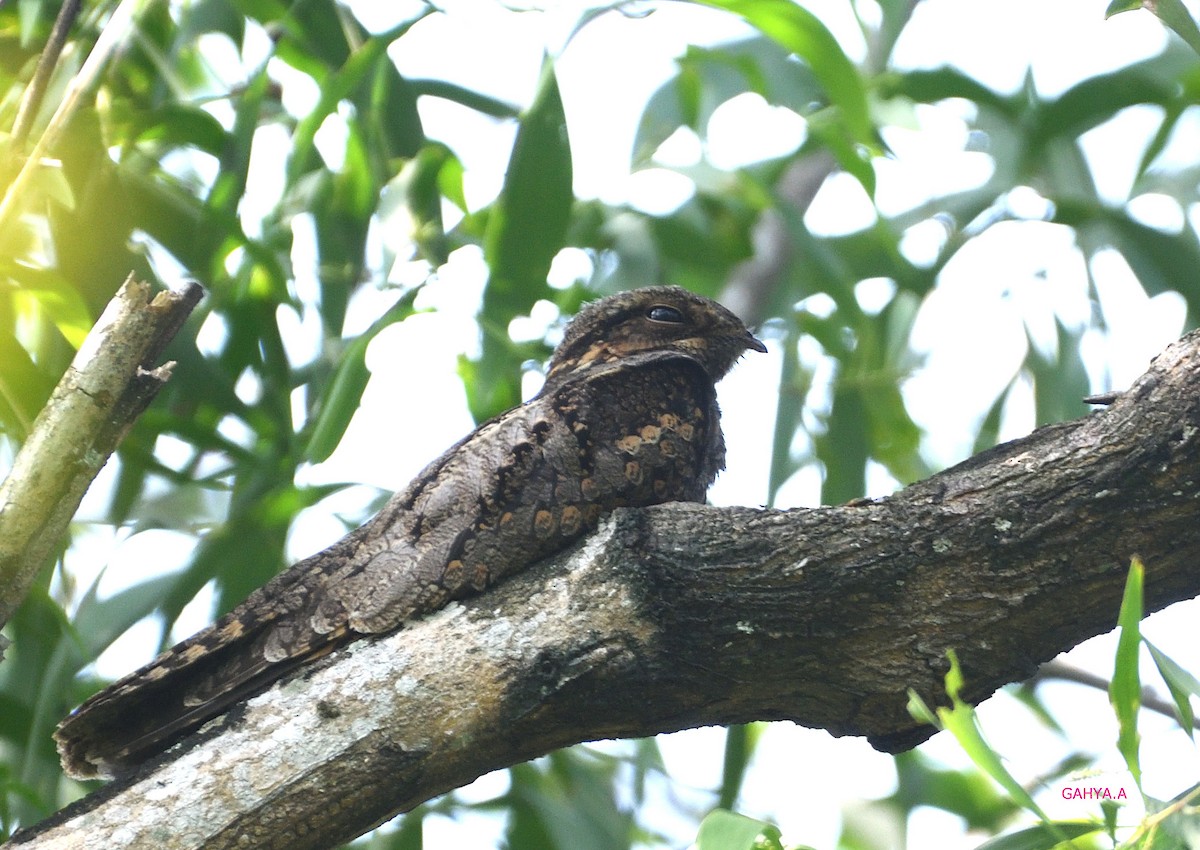 Gray Nightjar - ML190778621