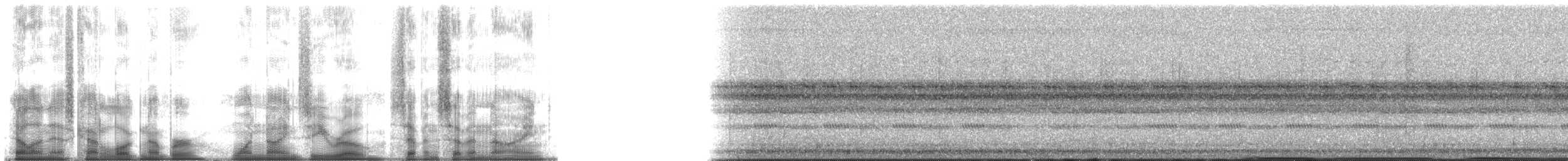 Gözlüklü Hokko (fasciolata/grayi) - ML190779