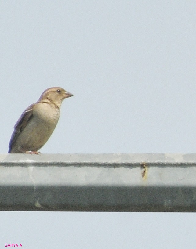 House Sparrow - ML190779131