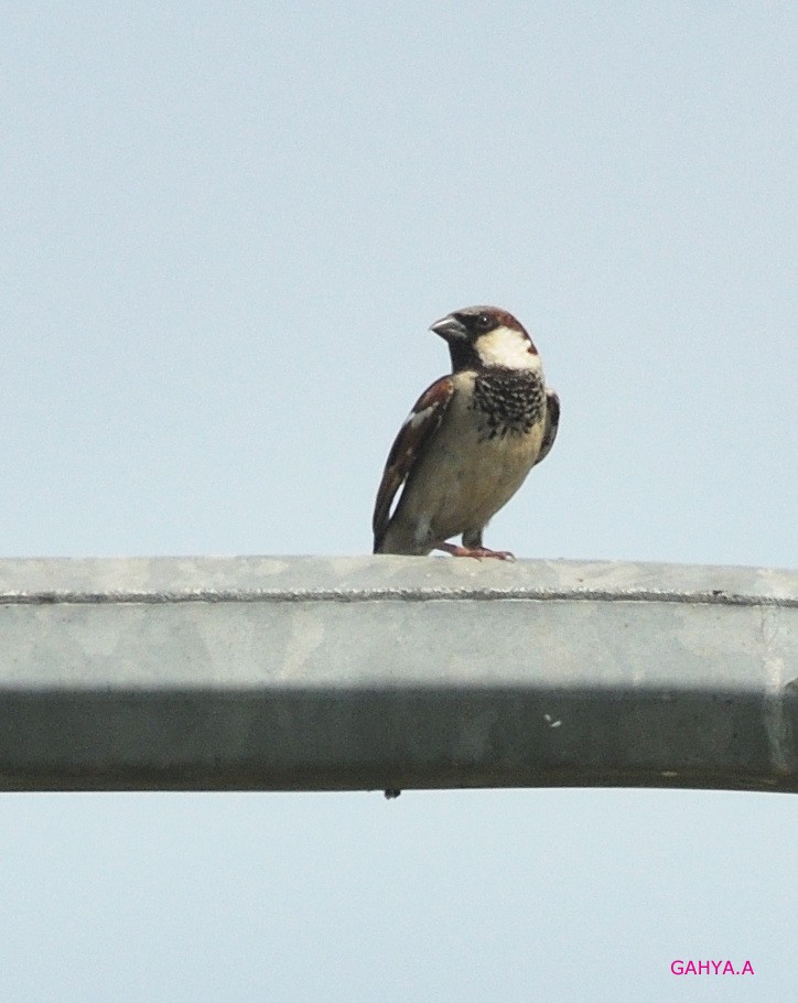 House Sparrow - ML190779141