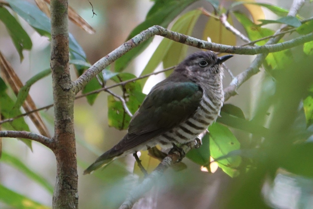 Shining Bronze-Cuckoo - ML190784981