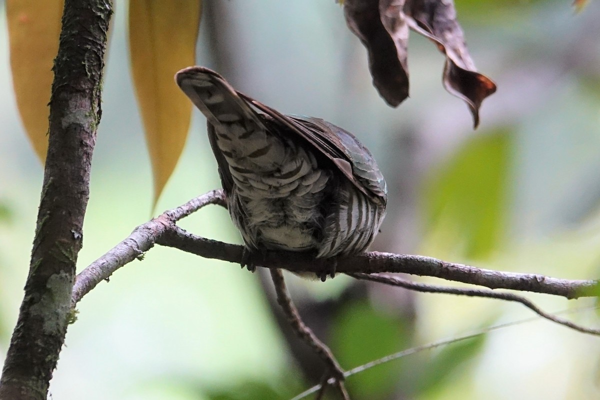 Shining Bronze-Cuckoo - ML190784991