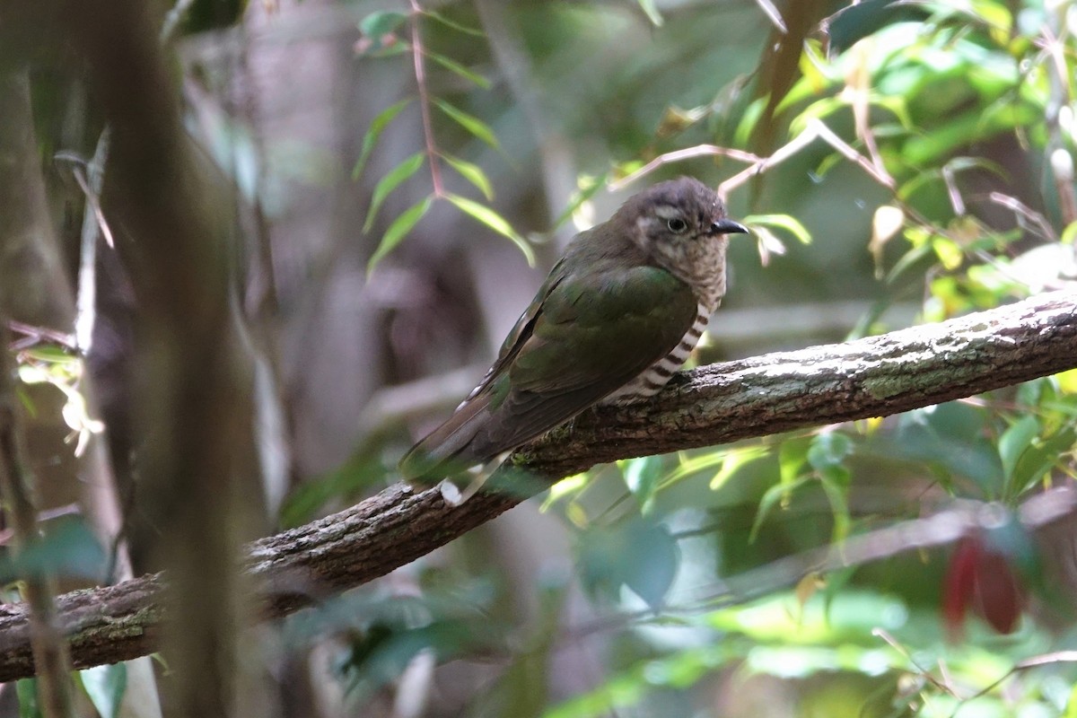 Shining Bronze-Cuckoo - ML190785001