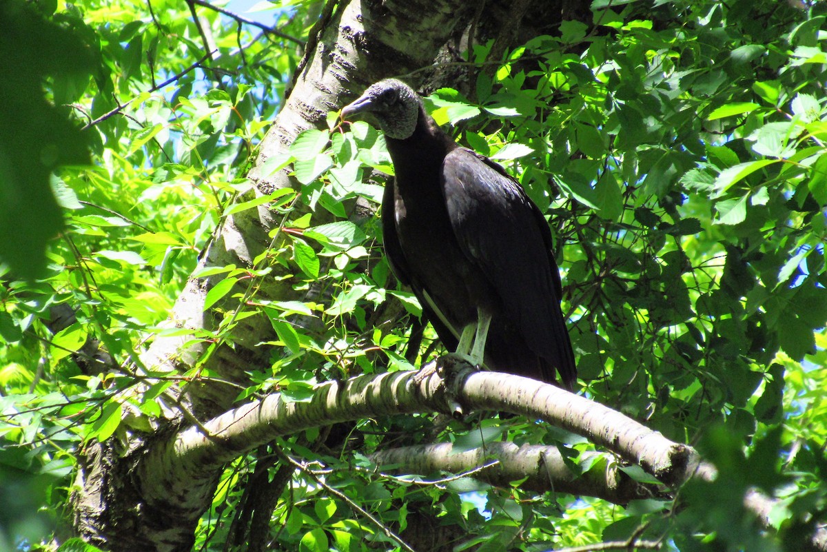 Black Vulture - Eric Walther