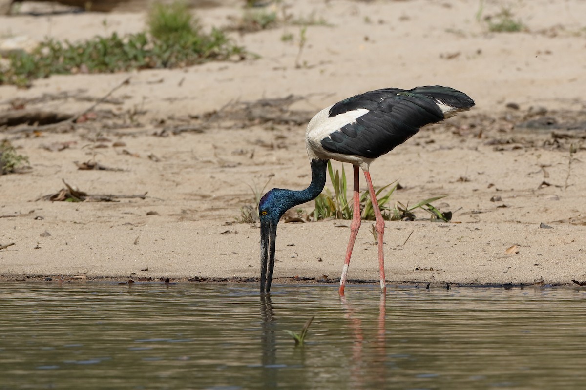 Black-necked Stork - Holger Teichmann