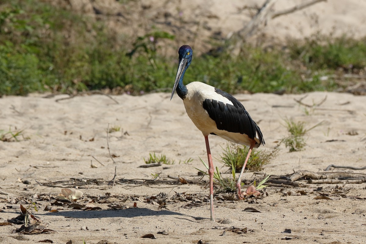 Black-necked Stork - Holger Teichmann