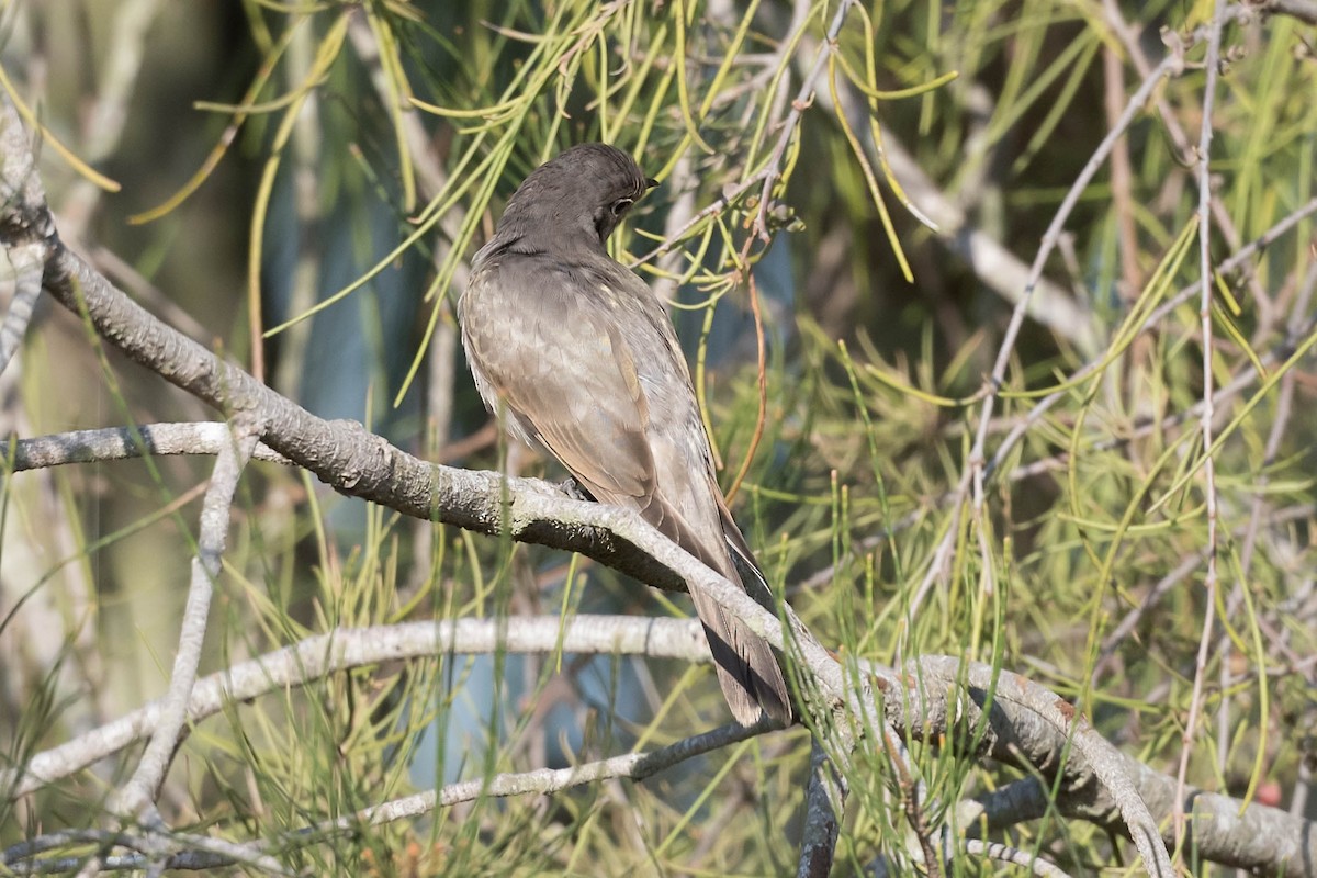 Cuclillo Orejinegro - ML190786491