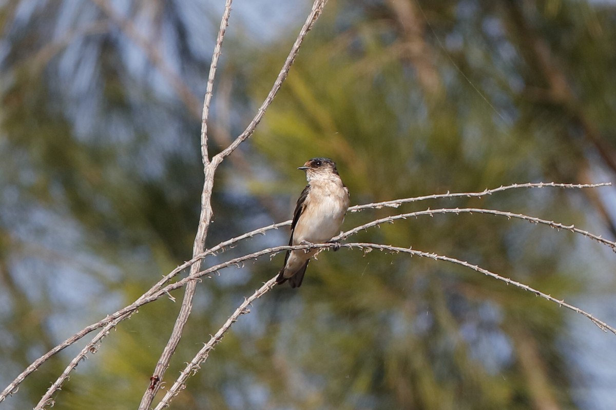 Golondrina Arborícola - ML190786541