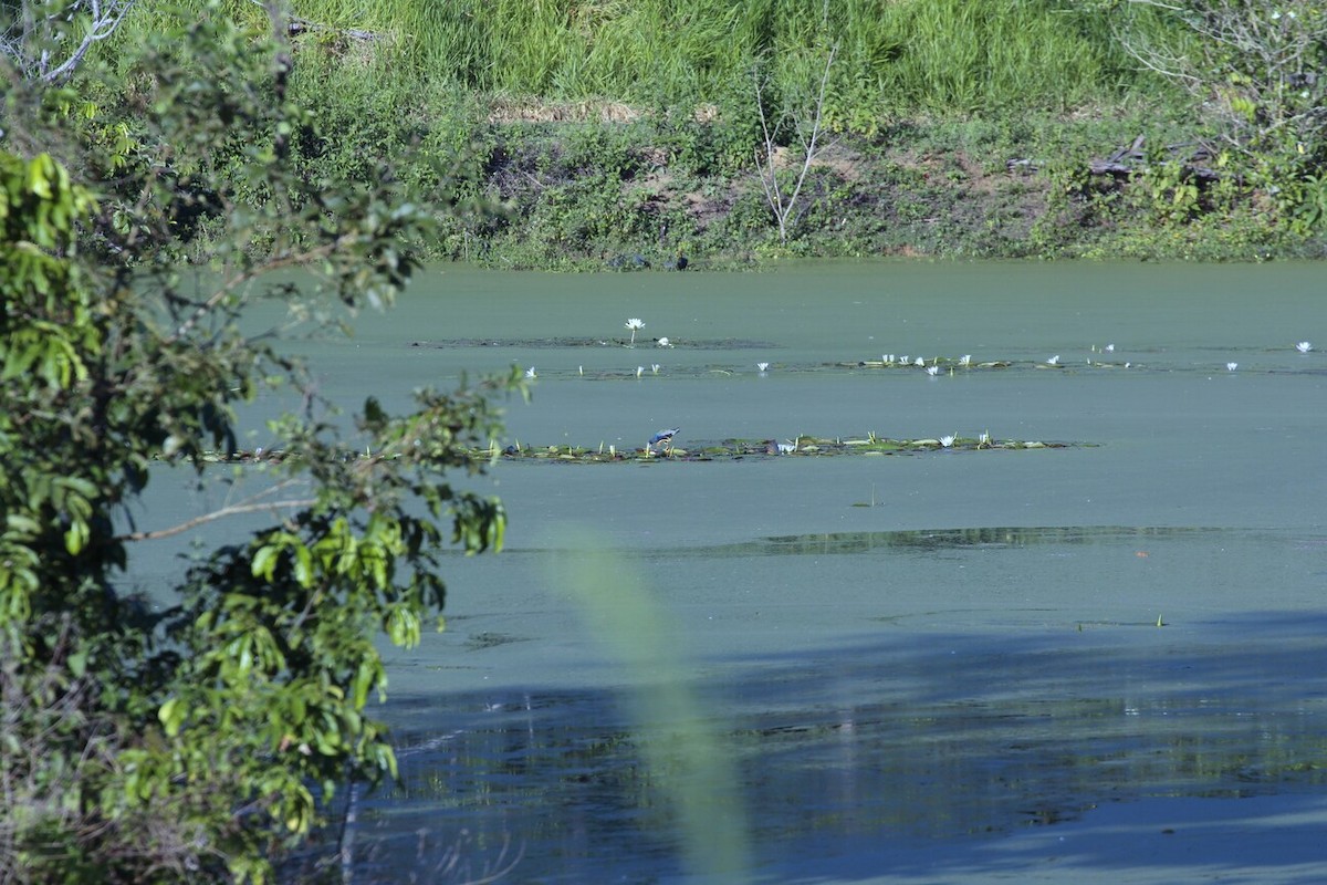 Purple Gallinule - ML190786561