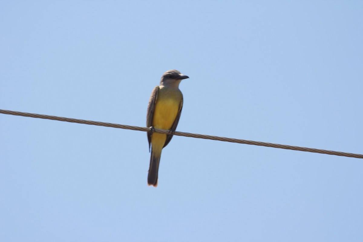 Tropical Kingbird - ML190786811