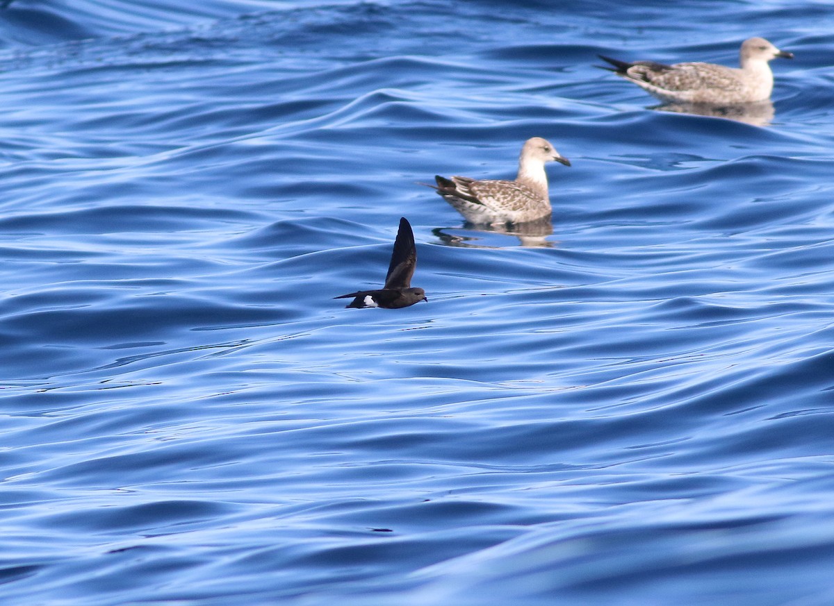 Wilson's Storm-Petrel - Dr. Jörg Kundler