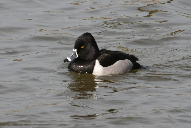 Ring-necked Duck - ML190788921