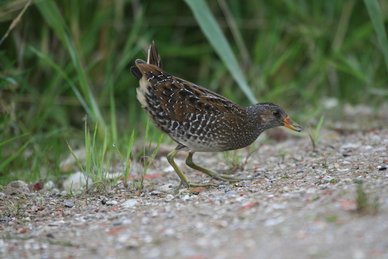 Spotted Crake - ML190789071