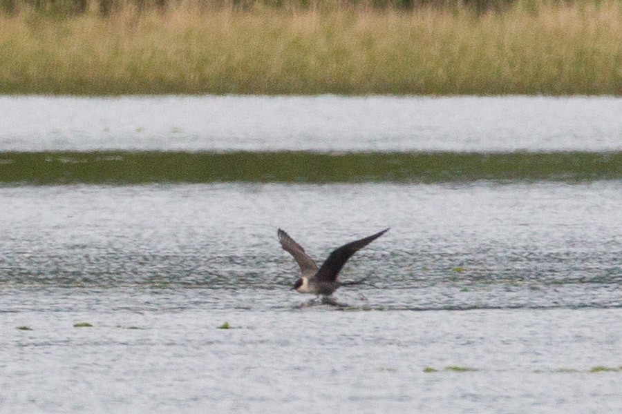 Long-tailed Jaeger - ML190789231