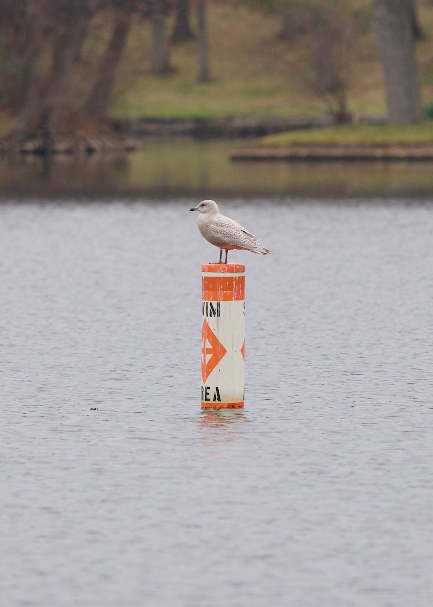 Gaviota Groenlandesa - ML190790571