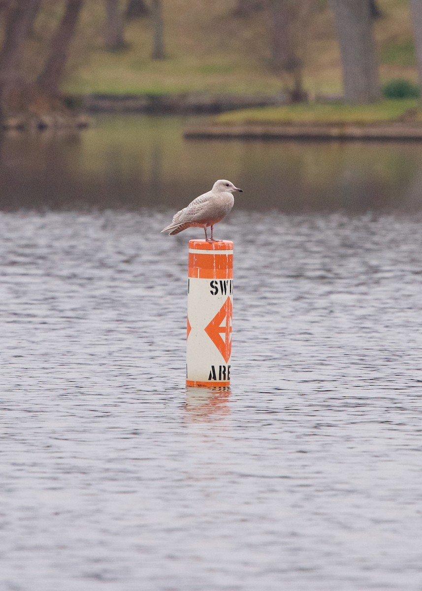 Iceland Gull - ML190790581