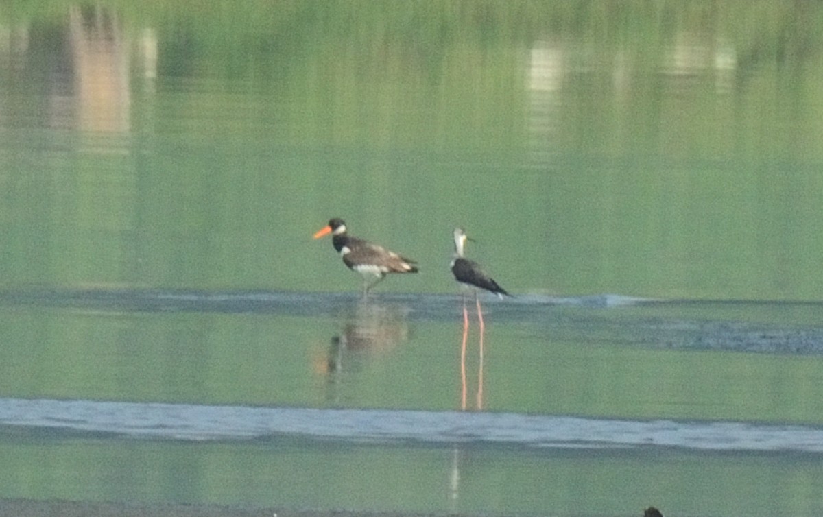 Eurasian Oystercatcher - ML190791611