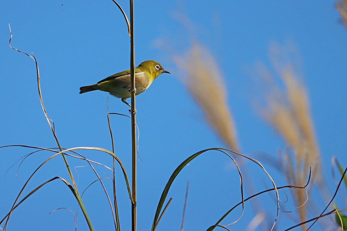 Warbling White-eye - ML190795491