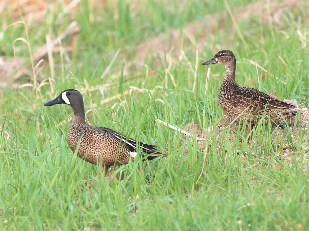 Blue-winged Teal - ML190795881