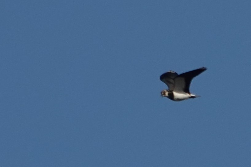 Northern Lapwing - Fernando Anand Medrano Martínez