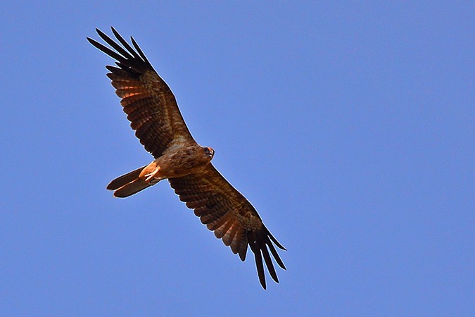 Black-breasted Kite - ML190798161