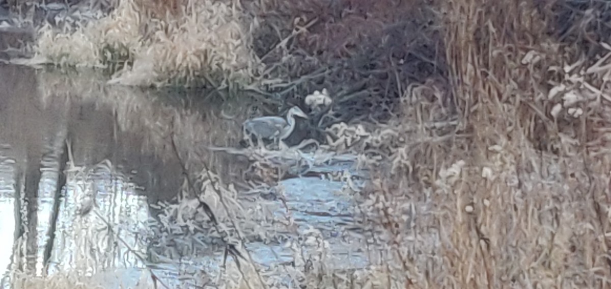 אנפה אמריקנית - ML190799801