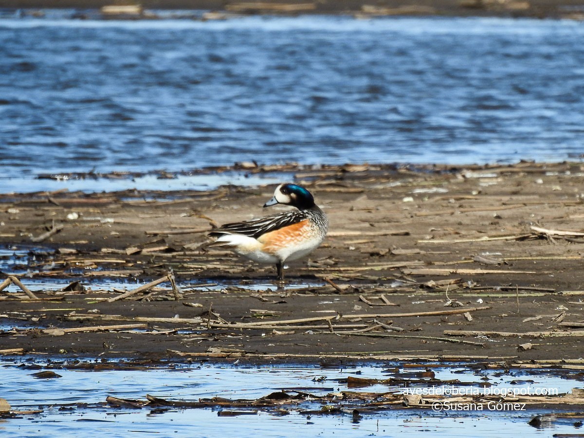 Chiloe Wigeon - Susana Gómez