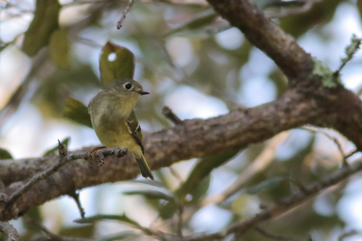 Ruby-crowned Kinglet - ML190801641