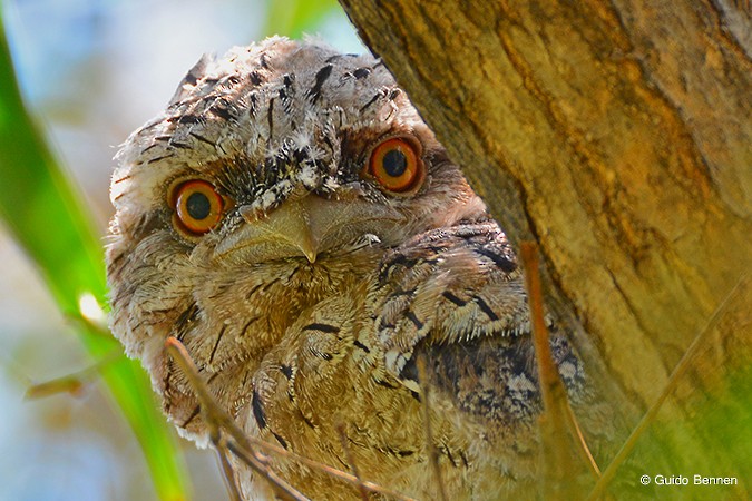 Tawny Frogmouth - Guido Bennen