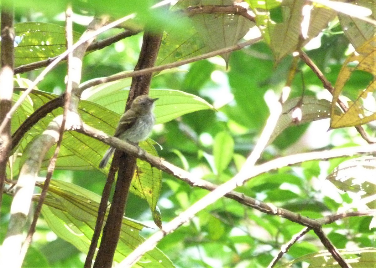 White-bellied Tody-Tyrant - ML190804881