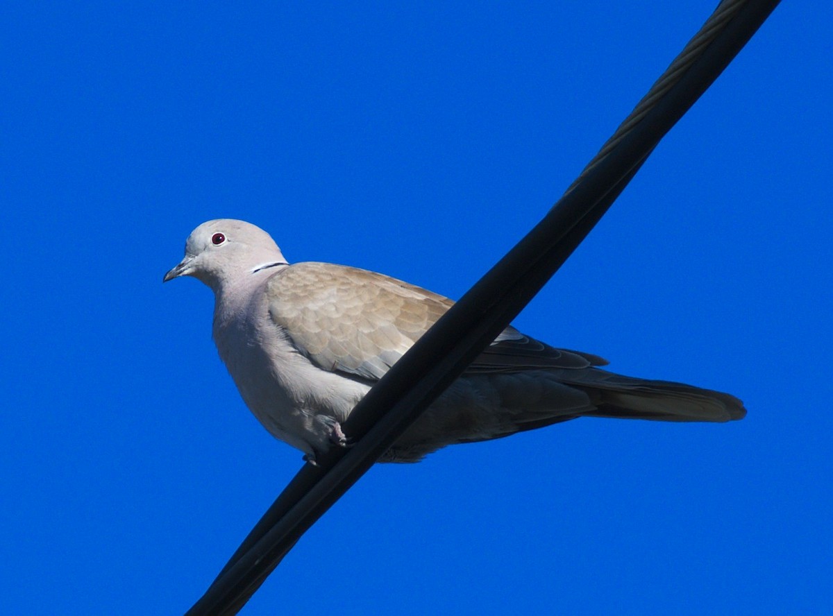 Eurasian Collared-Dove - ML190804901