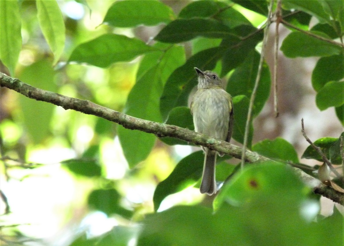 White-bellied Tody-Tyrant - ML190806381