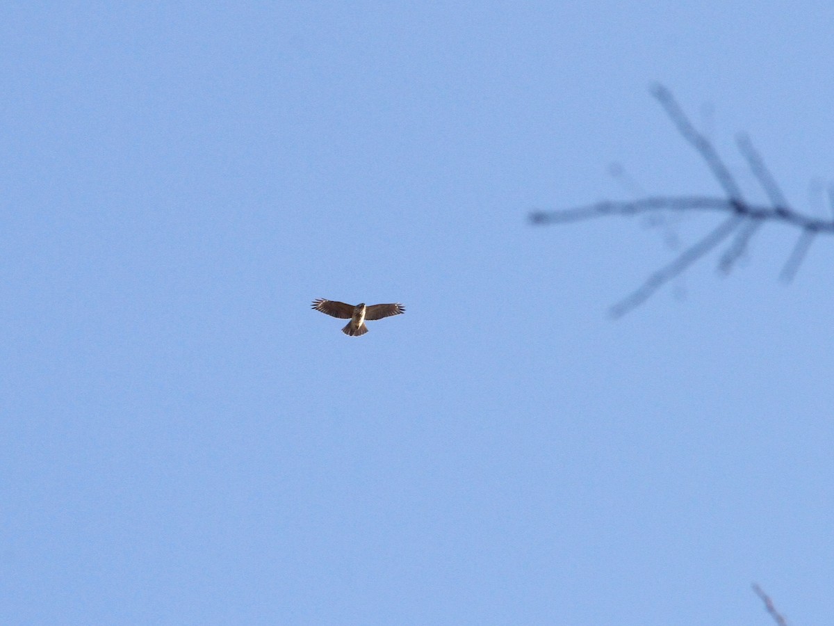Red-shouldered Hawk - ML190806541