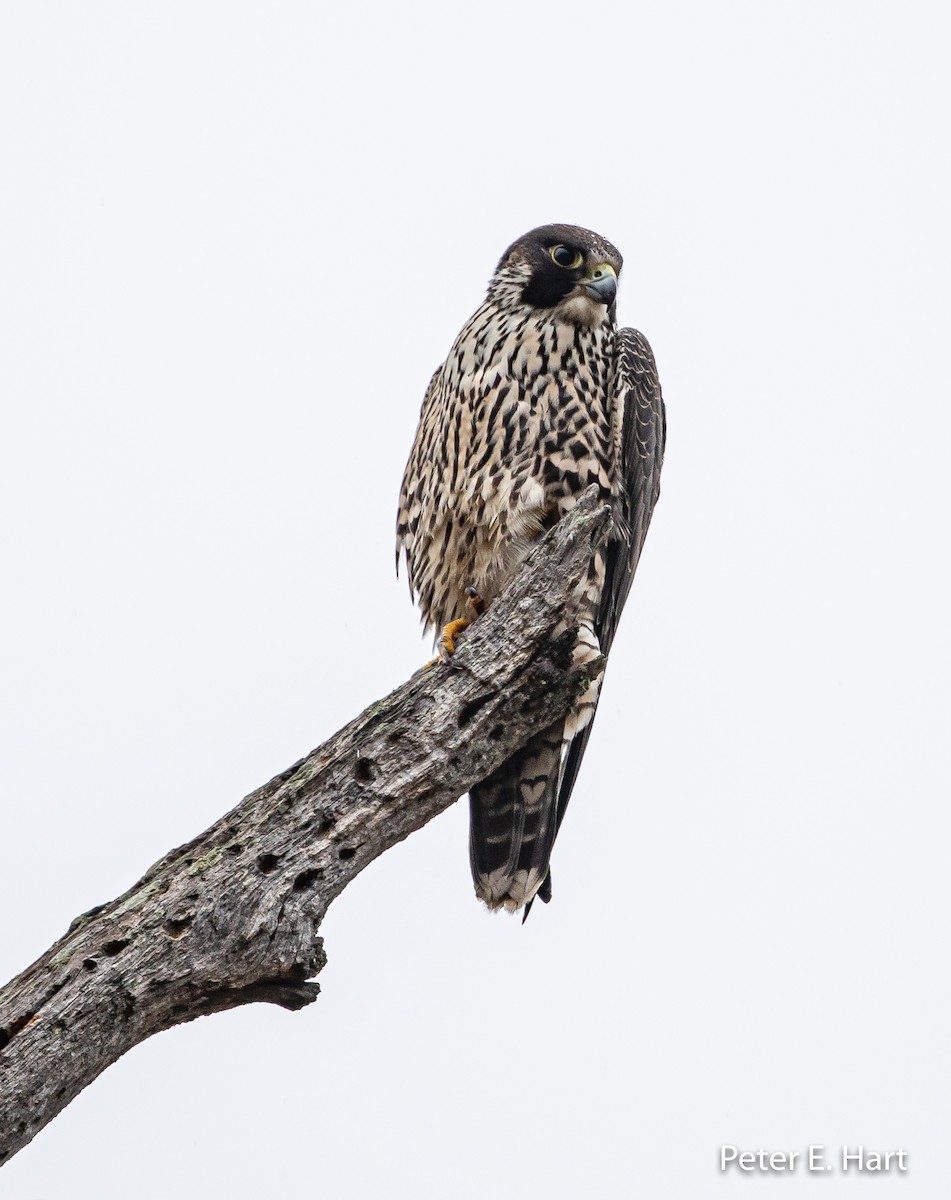 Peregrine Falcon - ML190806601