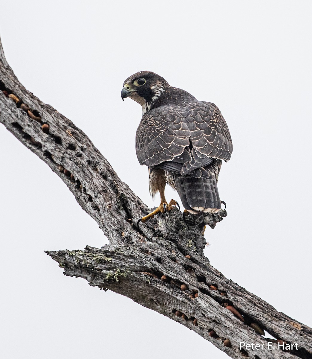 Peregrine Falcon - ML190806611