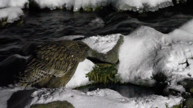 Blakiston's Fish-Owl - ML190806701