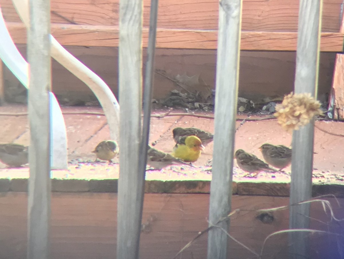 Western Tanager - ML190807601