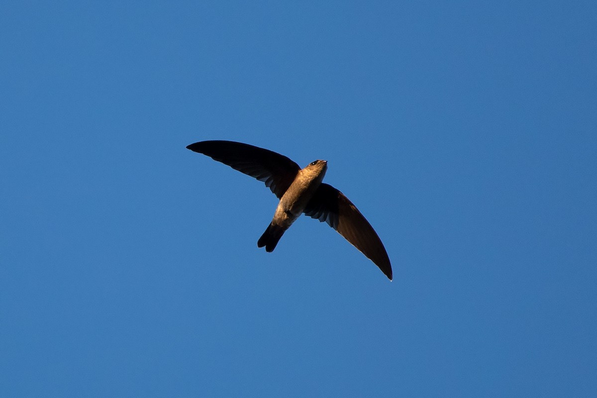 Germain's Swiftlet - ML190807631