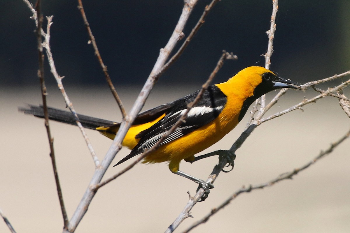 Hooded Oriole - ML190809991