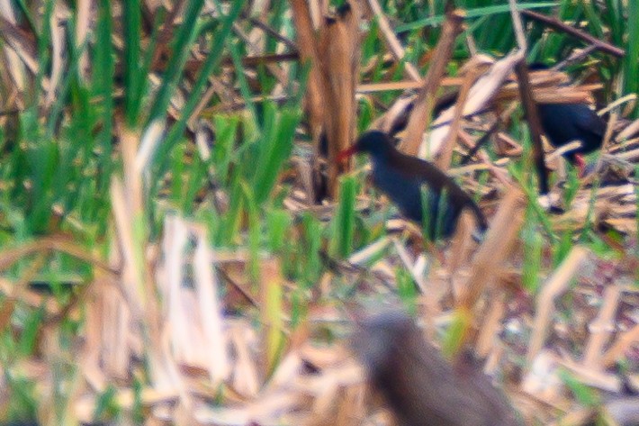 African Rail - ML190811181