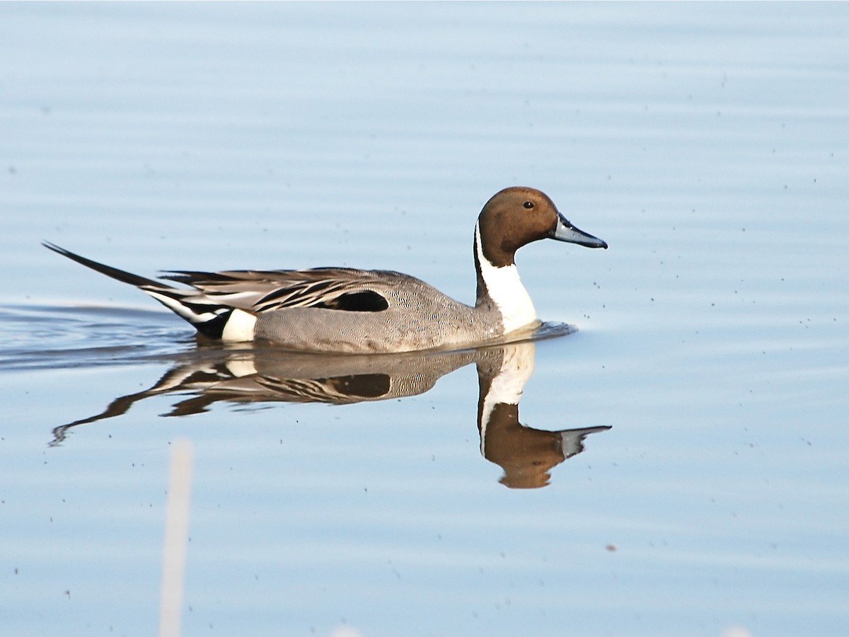 Northern Pintail - Alan Van Norman