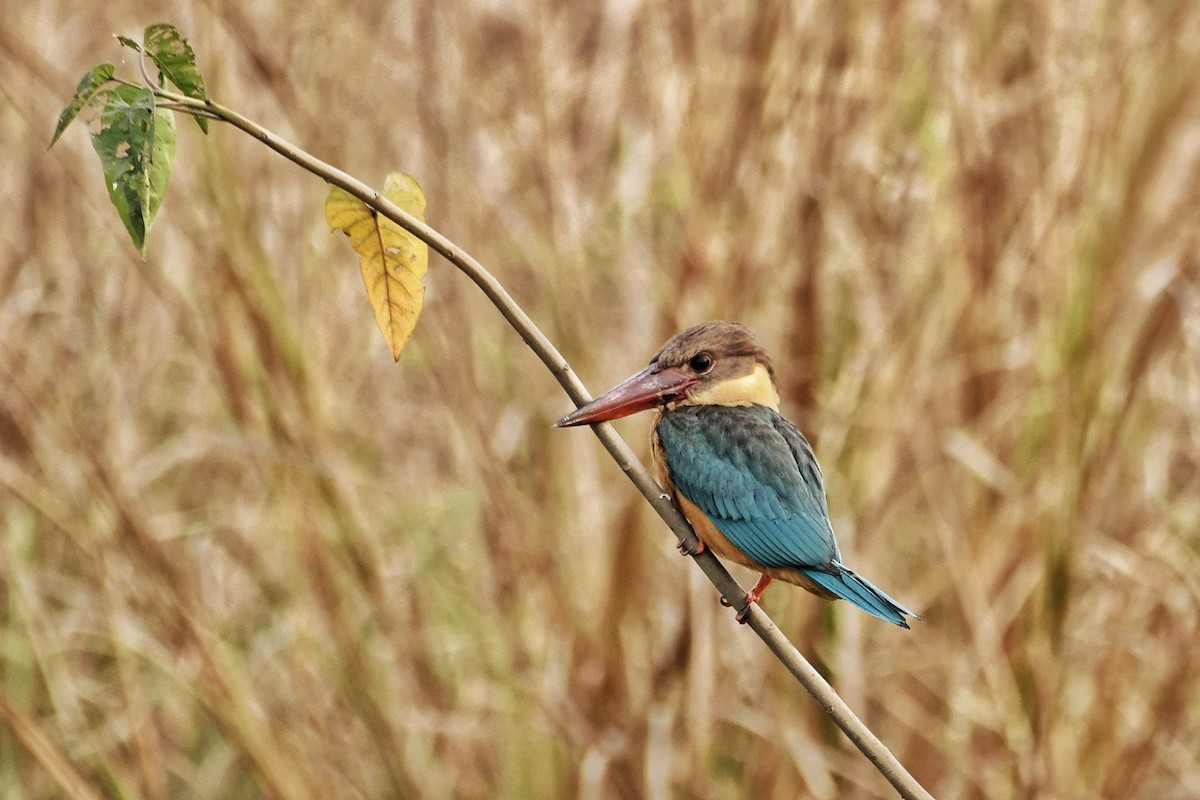 Stork-billed Kingfisher - ML190812311