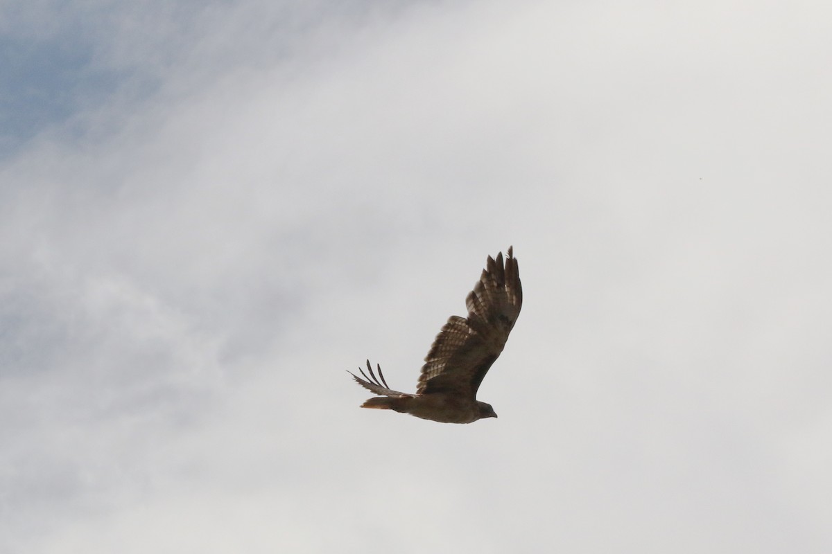 Red-tailed Hawk - Don Brode