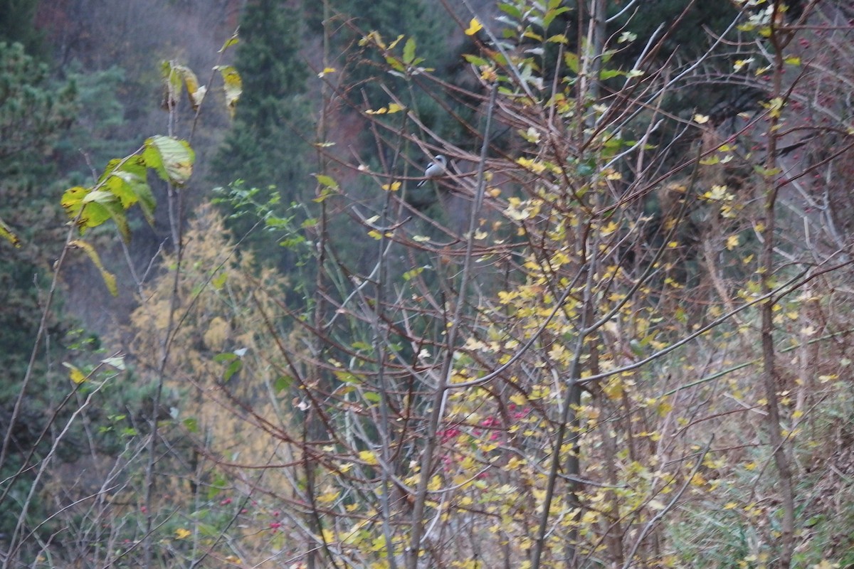 Long-tailed Tit (caudatus) - ML190812561