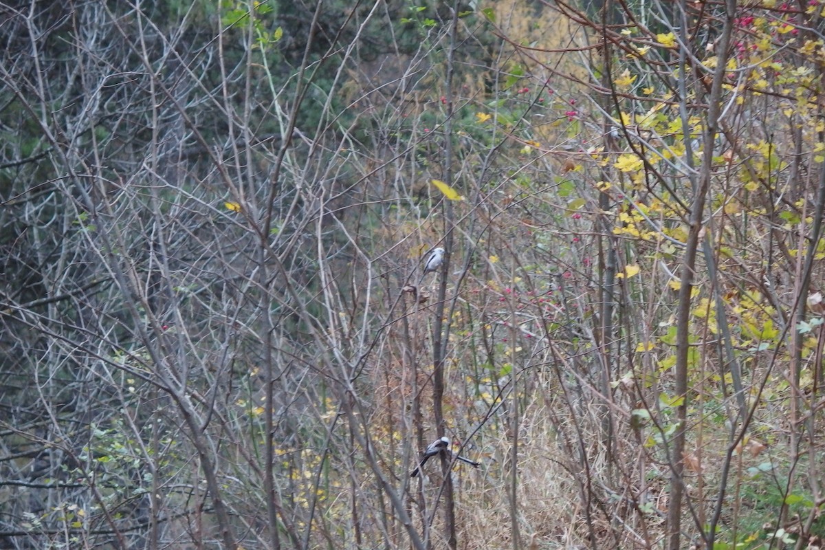 Long-tailed Tit (caudatus) - ML190812581