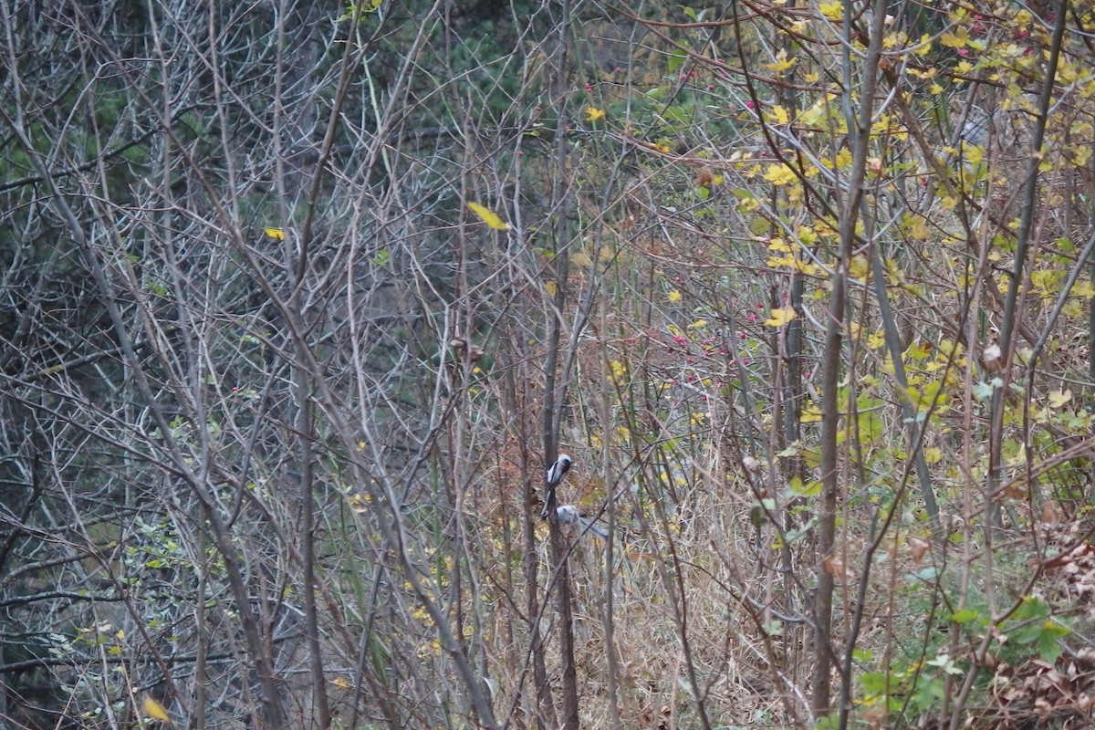 Long-tailed Tit (caudatus) - ML190812591