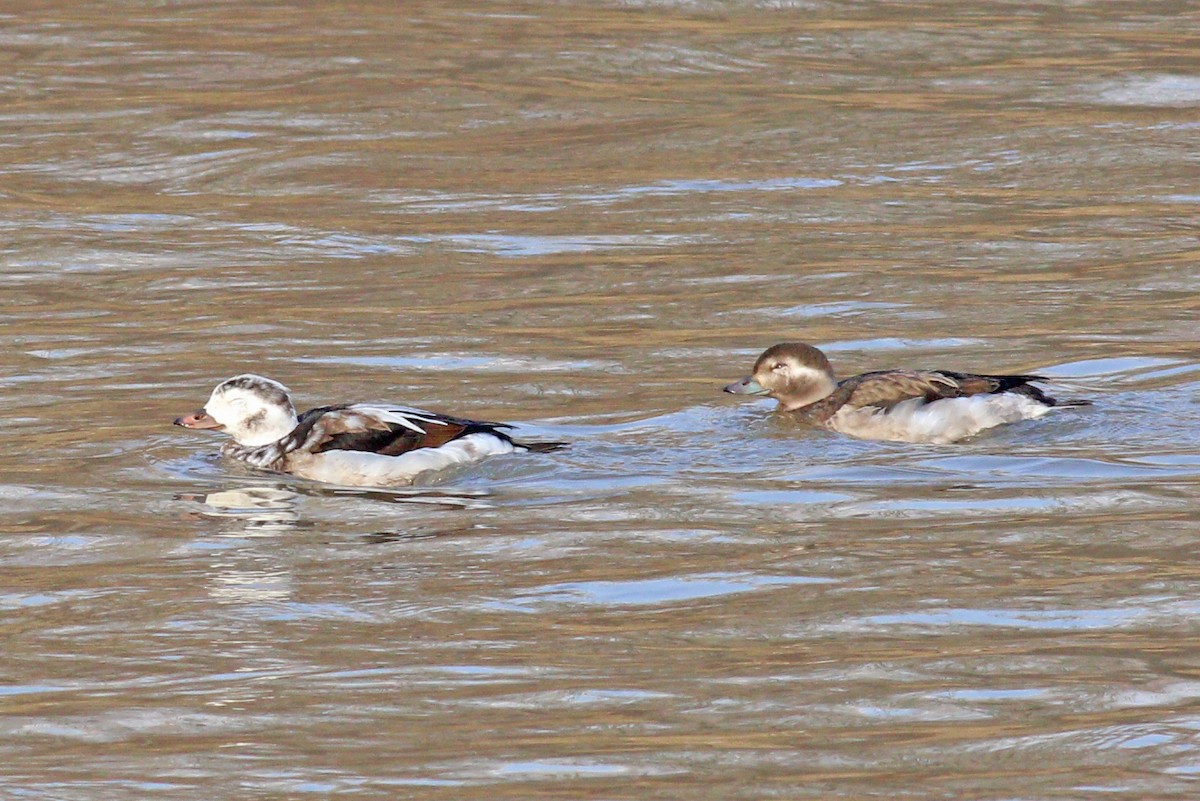 Long-tailed Duck - ML190816371