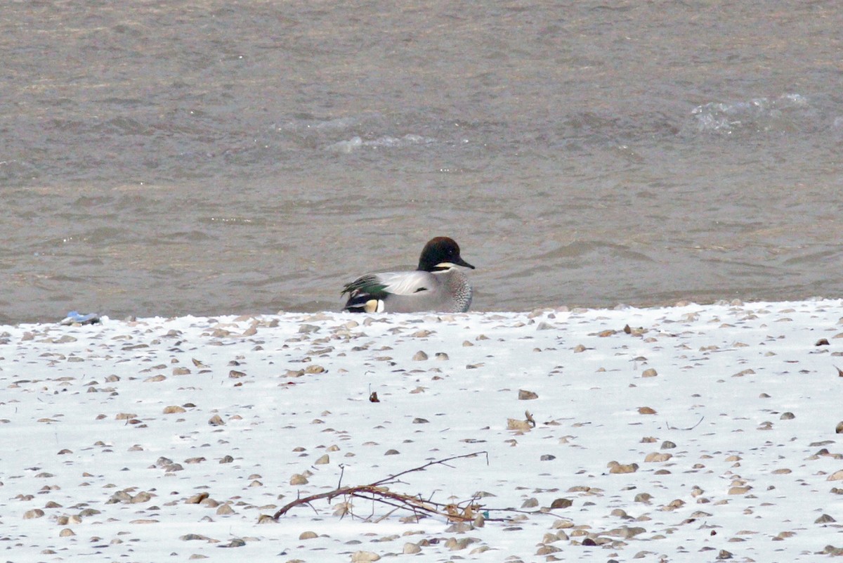 Falcated Duck - ML190816381