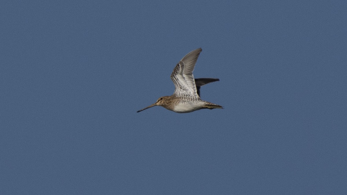 Common Snipe - ML190820291